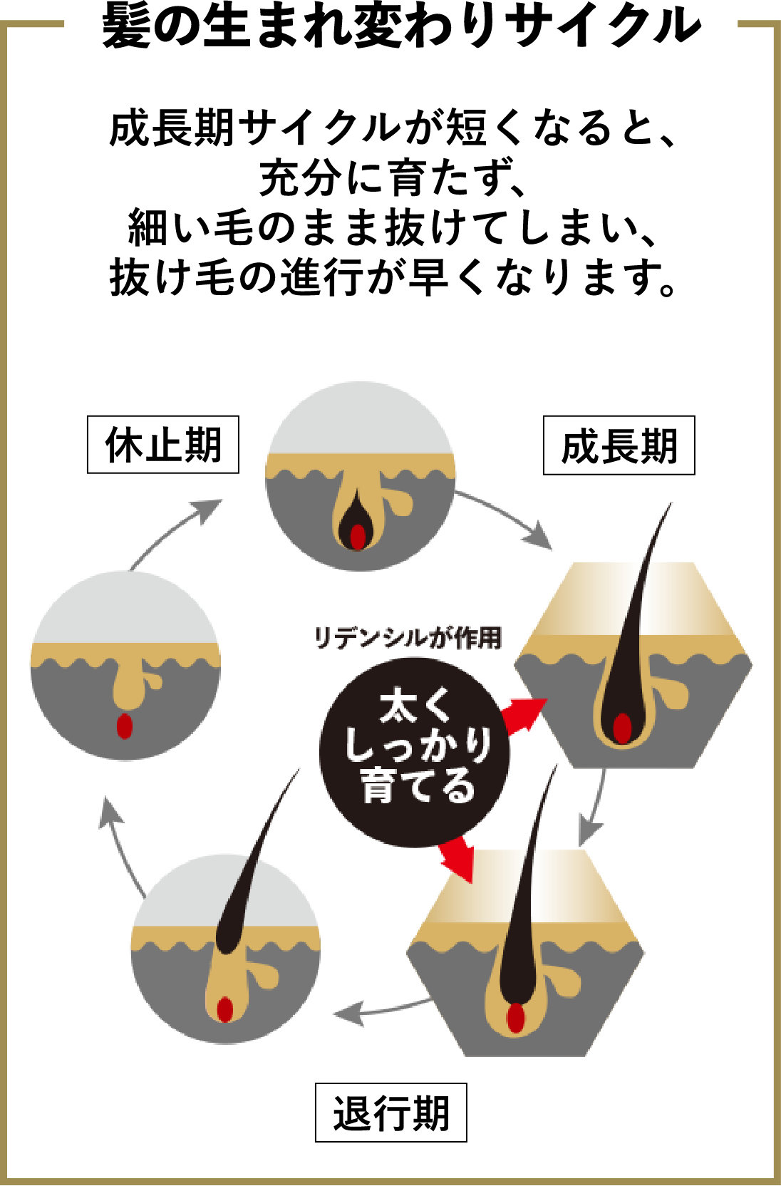 髪の生まれ変わりサイクル 成長期サイクルが短くなると、十分に育たず、細い毛のまま抜けてしまい、抜け毛の進行が早くなります。