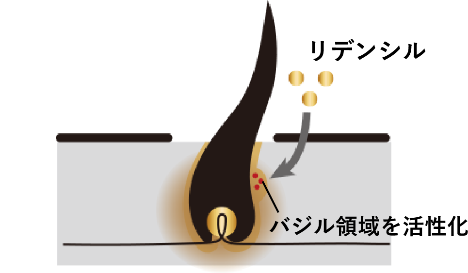 バジル領域を活性化