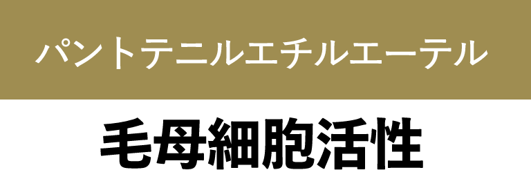 パントテニルエチルエーテル 毛母細胞活性